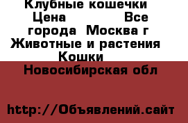 Клубные кошечки › Цена ­ 10 000 - Все города, Москва г. Животные и растения » Кошки   . Новосибирская обл.